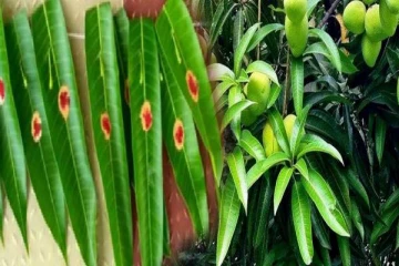 மாவிலை தோரணம் கட்டுவதற்கு இது தான் காரணமா? அறிவியல் உண்மையை தெரிஞ்சிக்கோங்க