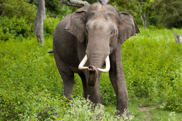 யானை தந்தங்களை வைத்திருந்தவருக்கு நேர்ந்த கதி | The Fate Of The Man Who Had Elephant Tusks
