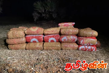 யாழ்ப்பாணத்தில் பெருந்தொகையான கேரள கஞ்சா மீட்பு