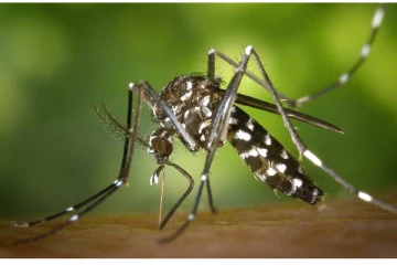 டெங்கு காய்ச்சல் பரவும் வேகம் அதிகரிப்பு