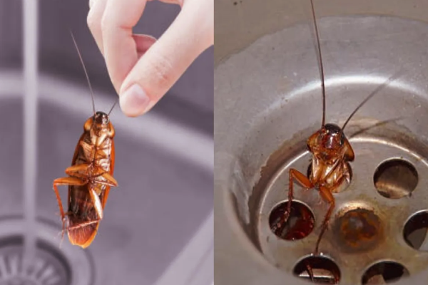 உலகிலே கரப்பான் பூச்சிகள் வாழ முடியாக இடங்கள் எவை தெரியுமா? இது தெரியாம போச்சே | Cockroaches Cannot Live In These Places In World