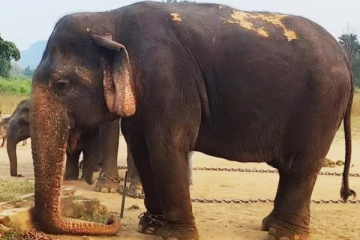 ஆசியாவின் மிக வயதான யானை உயிரிழப்பு