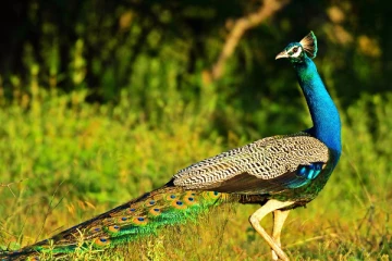 இலங்கையில் மயில் உள்ள பிரதேசங்களுக்கு விடுக்கப்பட்டுள்ள அபாய எச்சரிக்கை