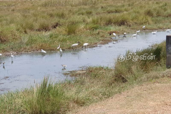 மட்டக்களப்பு மாவட்டத்தில் கடும் வெப்பம்! முற்றாக நீரில் வற்றிப்போயுள்ள குளங்கள் (Photos) | Ponds Completely Dried Up Due To Excessive Heat