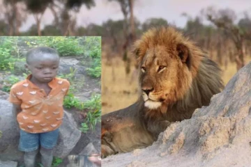 ஆபத்தான வினவிலங்குகள் உள்ள வனப்பகுதி... 5 நாட்களாக உயிர் பிழைத்த 8 வயது சிறுவன்!