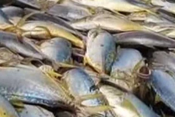 මා දැලකට අසු වූ කෝටියට ආසන්න පරව් පැටව්..