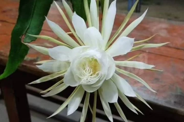 நள்ளிரவில் மலர்ந்த அதிசயம்! வரம் கேட்டு குவிந்த மக்கள்