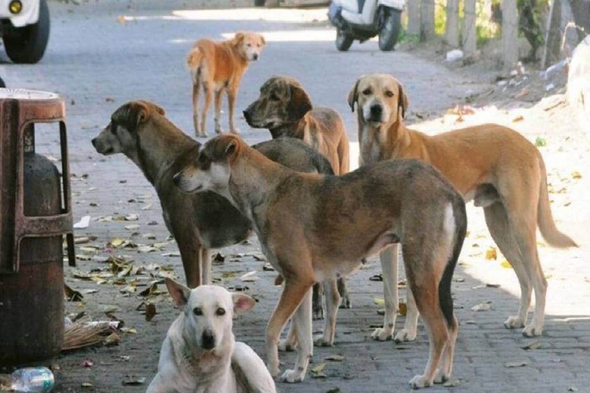விலங்குகளைப் பாதுகாக்க இலங்கையில் புதிய சட்டப் புரட்சி | New Legal Revolution In Sri Lanka Protect Animals விலங்குகளைப் பாதுகாக்க இலங்கையில் புதிய சட்டப் புரட்சி | New Legal Revolution In Sri Lanka Protect Animals
