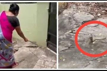 நான் வந்து உனக்கு பால் தரேன்!! நாகப்பாம்பிடம் கெஞ்சியபடி சத்தியம் செய்த பெண்- வைரல் வீடியோ