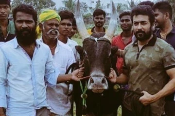 வாடிவாசல் படம் எப்போது துவங்குகிறது தெரியுமா? இயக்குனர் வெற்றிமாறனின் அதிரடி