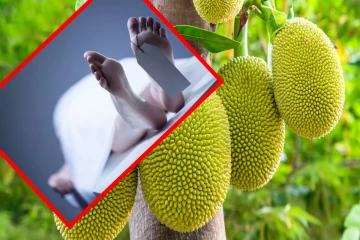 பலாப் பழம் பறிக்க மரத்தில் ஏறிய குடும்பஸ்தர் மரணம்