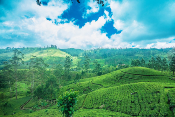 பெருந்தோட்டத் தொழிலாளர்களை சிறுதோட்ட உரிமையாளராக்குங்கள் - சஜித் கோரிக்கை | Sajith Premadasa S Request For Government பெருந்தோட்டத் தொழிலாளர்களை சிறுதோட்ட உரிமையாளராக்குங்கள் - சஜித் கோரிக்கை | Sajith Premadasa S Request For Government