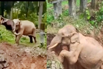 தன்னை காப்பாற்றியவருக்கு நன்றி தெரிவித்த யானை - வைரலாகும் வீடியோ