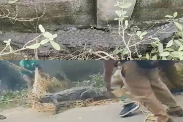 சென்னையே வெள்ளத்தில் முழ்கிய நிலையில் வீதியை கடந்த முதலையை பிடித்த வனத்துறையினர்