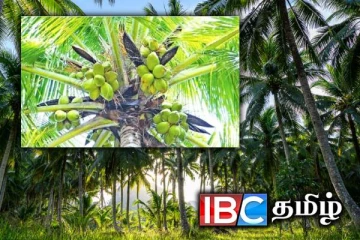 நாட்டில் வீழ்ச்சி அடையும் தெங்கு உற்பத்தி