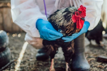 அமெரிக்காவில் பறவைக் காய்ச்சல் எச்சரிக்கை