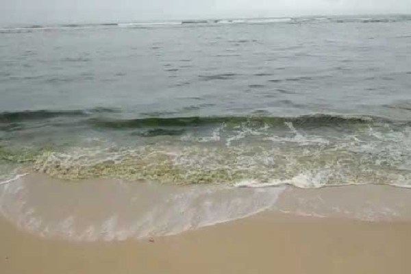 மாத்தறையில் நிறமாறும் கடல் நீர்-கடலில் இறங்க அஞ்சும் மக்கள் | Discolored Sea Water In Matara