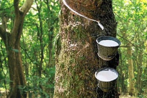 கடும் சிரமத்தை எதிர் நோக்கும் இறப்பர் விவசாயிகள் | Rubber Farmers Facing Severe Hardship