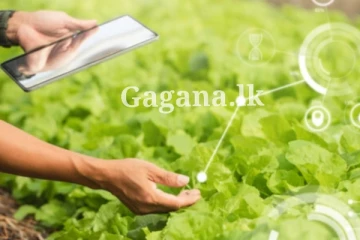 ජනතාවට සුබම සුබ ආරංචියක් මෙන්න - බලන්නකෝ රජයෙන් අලුතෙන්ම කරන්න යන්නෙ මොකක්ද කියලා..