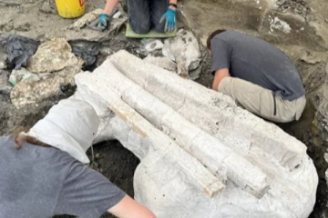 அல்பேர்ட்டாவில் பாரிய டைனோசர் தலை மீட்பு