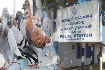 புறாக்கள் மூலம் மாணவர்களுக்கு போதைப்பொருள் வழங்கும் கும்பல் - இருவர் கைது!