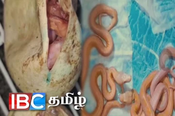 தெஹிவளை மிருககாட்சி சாலையில் புதிய வரவு : பிறந்த மலைப்பாம்பு குட்டிகள்