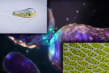 100 கோடி ஆண்டுகளில் முதன் முறை நிகழும் ஆச்சரியம்: வெவ்வேறு உயிரினங்கள் ஒரே உயிரினமாக இணையும் அதிசயம்!