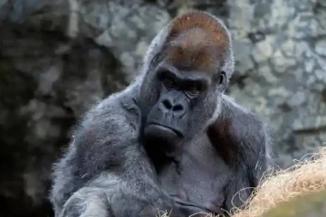 4 தலைமுறைகளை கண்ட உலகின் அதிக வயதான கொரில்லா மரணம்