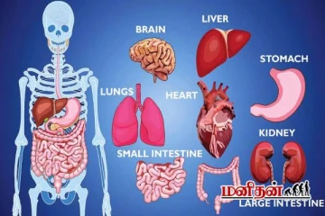 இந்த 7 உடல் உறுப்புகள் இல்லாமலே மனிதர்கள் வாழ முடியும் - என்ன உறுப்புகள் தெரியுமா?