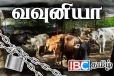 தமிழர் பகுதியில் பிடிக்கப்பட்ட கட்டாக்காலி மாடுகள்: அதிகாரிகள் விடுத்த அதிரடி அறிவிப்பு