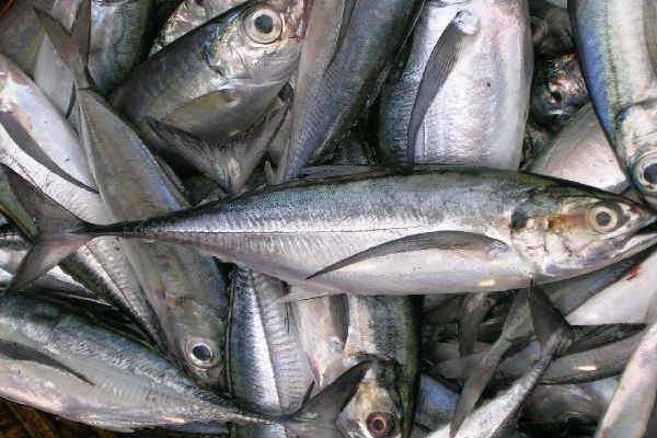 350 ஐ தொடவுள்ள பாணின் விலை! வெளியான தகவல் | 450G Bread Price Increased Lanka Fish Price Down