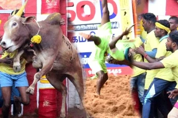 வீரர்களை மிரளவைத்த Top 10 ஜல்லிக்கட்டு காளைகள்