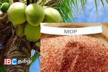 தென்னை செய்கையாளர்களுக்கு மகிழ்ச்சி தகவல் : மாத இறுதிக்குள் வரப்போகும் அரசின் உதவி