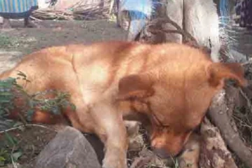 தீ விபத்தில் உயிரிழந்தவர்களை  நினைத்து கண்ணீர் விட்ட ஐந்தறிவு ஜீவன்; நெகிழவைத்த சம்பவம்!