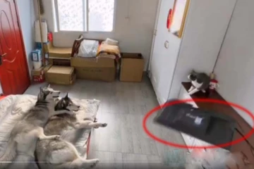 பூனையால் உடைந்த டிவி! மாட்டிக்கொண்ட நாய்கள்... சிரிப்பை அடக்கமுடியாத காட்சி