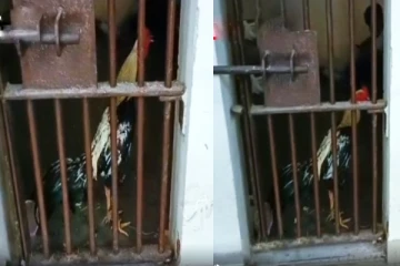 காவல் நிலையத்தில் சிறையில் அடைக்கப்பட்ட சேவல் - தெலுங்கானாவில் பரபரப்பு..!