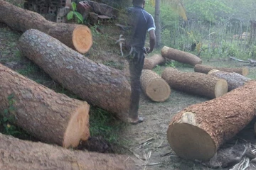 முல்லைத்தீவில் ஒரு தொகுதி முதிரை மரக்குற்றிகள் மீட்பு