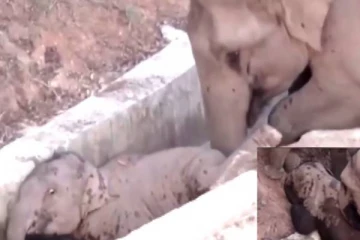 கால்வாயில் சிக்கி தவித்த யானையை மீட்ட மற்றொரு யானை!