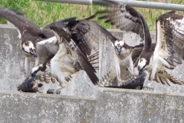 Viral Video: ஒரு மீனுக்கு சண்டையிட்ட இரண்டு கழுகுகள்! மாஸான கடைசி தருணம்