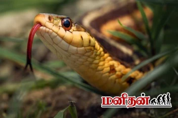 இந்த செடி வைங்க.. பாம்பு தொல்லை இருக்காது!