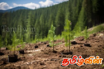 க்ளீன் ஶ்ரீ லங்கா செயற்திட்டத்தின் கீழ் ஆயிரம் ஏக்கரில் காடு வளர்ப்பு