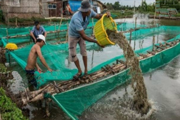 இலங்கையில் இதன்மூலம் டொலர்களை குவிக்கும் மக்கள்! | People Gain Dollars By Prawn In Sri Lanka
