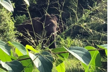 අලියෙකු කඩා වැදි කළ මහා විනාශය.. වීඩියො සහිතයි (VIDEO)