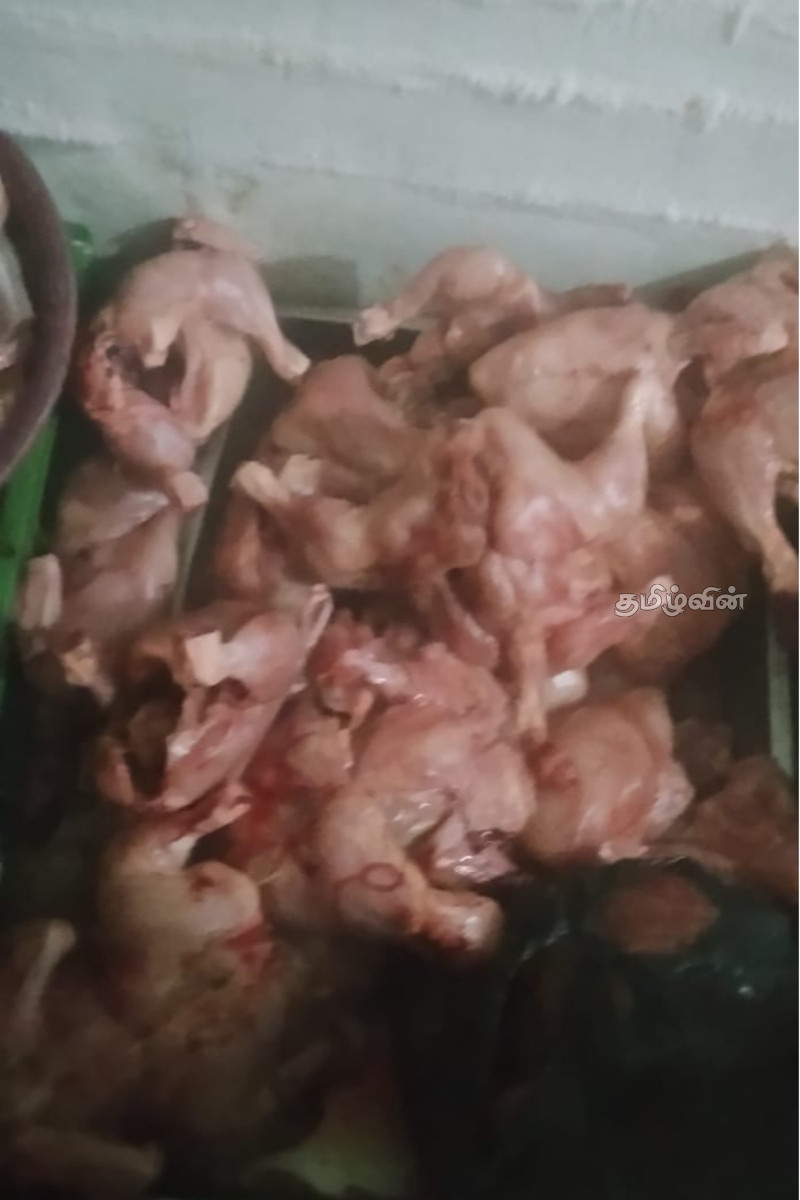 மன்னாரில் சுகாதாரமற்ற முறையில் இயங்கிய உணவகம் மீது நடவடிக்கை | Restaurant In Mannar Under Unhygienic Conditions மன்னாரில் சுகாதாரமற்ற முறையில் இயங்கிய உணவகம் மீது நடவடிக்கை | Restaurant In Mannar Under Unhygienic Conditions