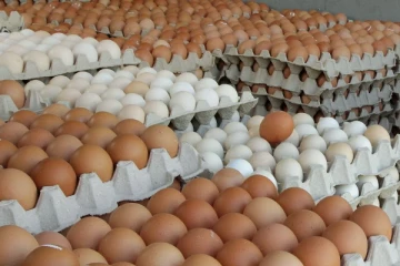 இந்தியாவில் இருந்து இலங்கை வரும் முட்டையால் ஆபத்து