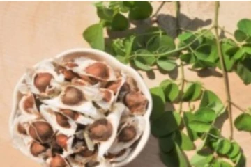 முருங்கை விதையில் இத்தனை பயன்கள் உள்ளதா?.. எந்த நேரத்தில் சாப்பிடலாம்! முருங்கையில்