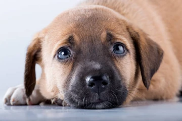 கர்ப்பிணி நாய்களுடன் பல நாய்களுக்கு விஷம் கொடுத்து கொன்ற சகோதரர்கள் கைது