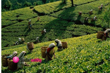 தோட்ட தொழிலாளர்களின் நாளாந்த சம்பளம் 1000 ரூபாவாக அதிகரிப்பு