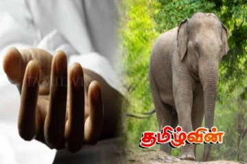 அம்பாந்தோட்டையில் யானை தாக்கி பெண்ணொருவர் உயிரிழப்பு!