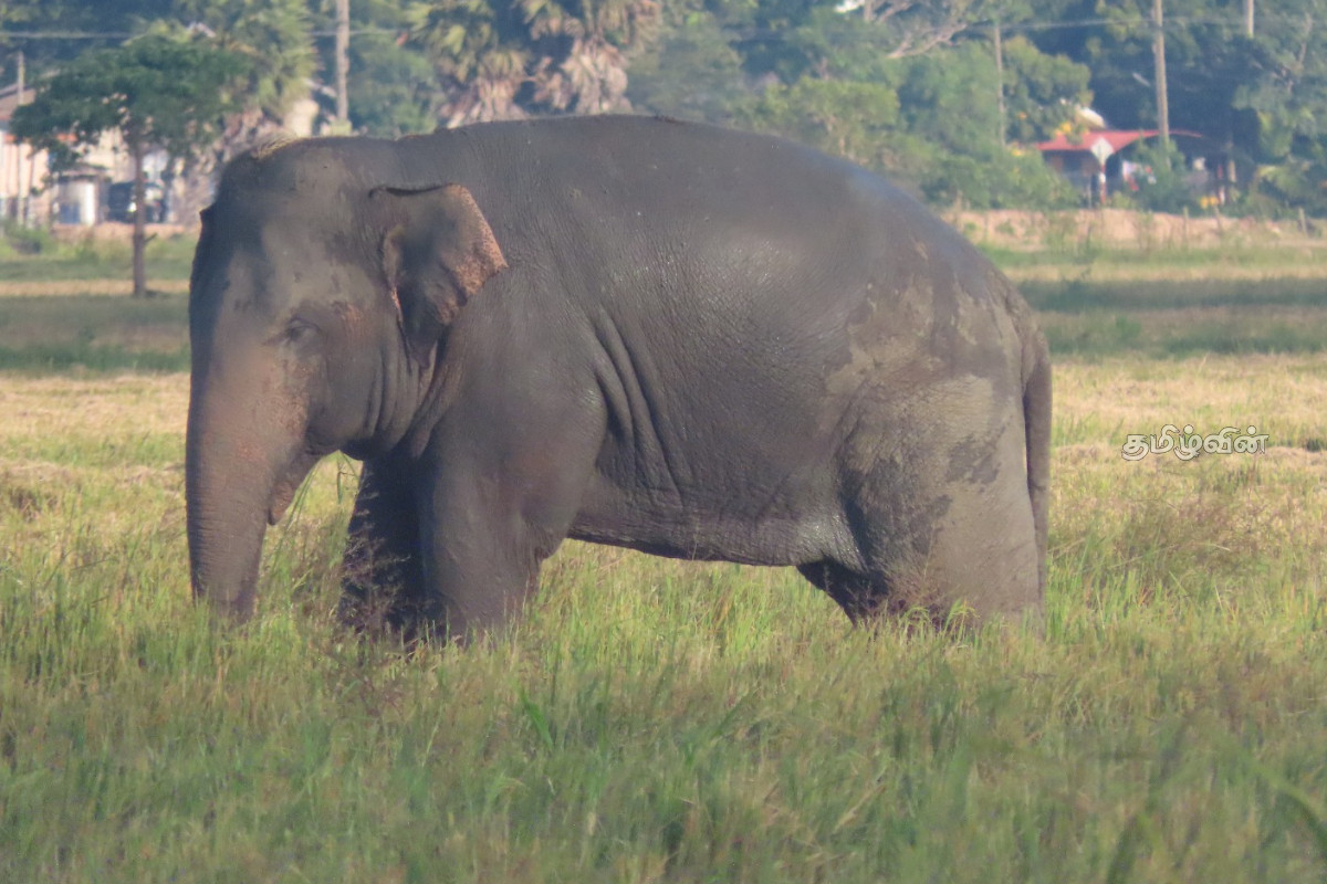 அம்பாறை மாவட்டத்தில் காட்டு யானைகள் சஞ்சாரம் | Wild Elephants Roaming In Mavadipalli